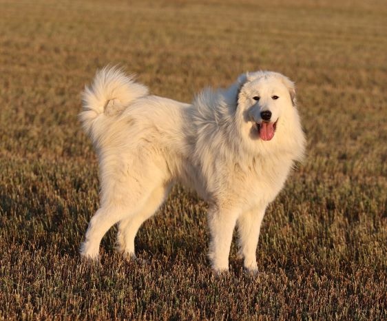 pyrenejsky-horsky-pes
